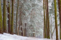 Winterlandschaft von mnfotografie