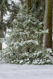 Tannenbaum im Winter von mnfotografie