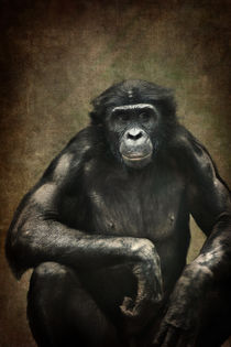 Bonobo von AD DESIGN Photo + PhotoArt
