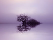 Tree  in the Fog by nature-spirit