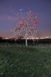 Weihnachtsapfelbaum von Christoph Hermann