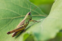 Short-winged Green Grasshopper On A Leaf by Cristina Ion