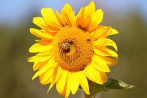 Sonnenblume mit Bienchen von Mandy Bernarding
