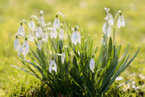 Snowdrops by nature-spirit