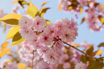 Cherry Blossoms von nature-spirit