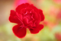Rose von nature-spirit