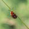 Img-4421-49x74cm-colorado-potato-beetle