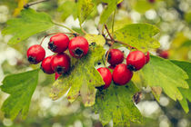 Common Hawthorn Fruits by Cristina Ion