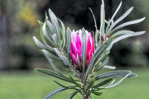 Kalkstein Zuckerbusch - Protea obtusifolia - Südafrika von Dieter  Meyer