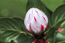 Blütenknospe der Königsprotea - Protea cynaroides - Südafrika von Dieter  Meyer