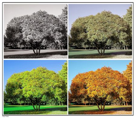 Baum-jahreszeiten-quadrat-tree-times-klein