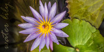 Water Lily von anando arnold