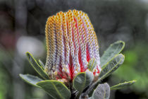 Scharlachrote Banksia - Banksia coccinea - Australien by Dieter  Meyer