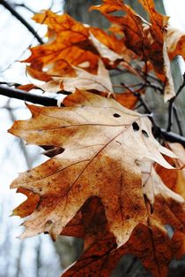 Autumn Leaves, 2016 von Caitlin McGee
