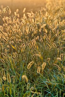 Goldenes Gras von Bruno Schmidiger