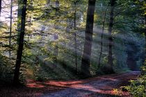 Licht im Wald 4 by Bruno Schmidiger