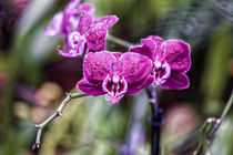Lila Schmetterlingsorchidee - Phalaenopsis by Dieter  Meyer