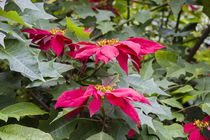 Weihnachtsstern Strauch - Euphorbia pulcherrima - Südamerika von Dieter  Meyer