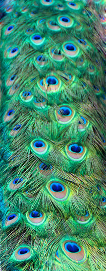 The Peacock Tail von Sylvia Seibl