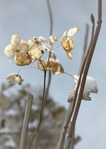 Wintergarten Ikebana von Photo-Art Gabi Lahl
