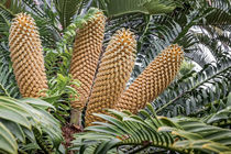 Blühender Brotpalmfarn - Encephalartos altensteinii Lehm - Südafrika von Dieter  Meyer
