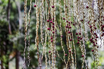 Fruchtstand der Bangalowpalme - Archontophoenix cunninghamiana - Australien by Dieter  Meyer