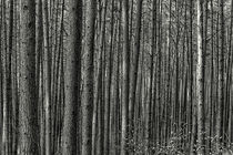 Wald by kiwar