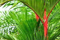 Red Bamboo von Sylvia Seibl