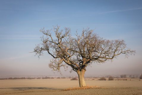 The-lone-tree