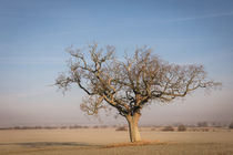 The lone tree by Jeremy Sage