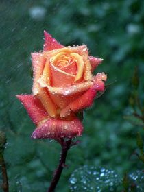 Watered Rose von Raquel Cáceres Melo
