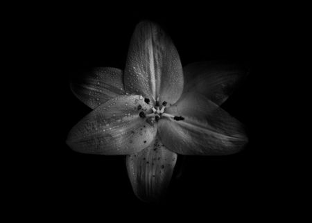 Backyard-flowers-in-black-and-white-28-5x7