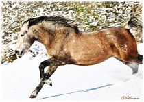 Speed Horse by Sandra  Vollmann