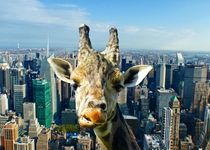 Giraffe in New York by kattobello