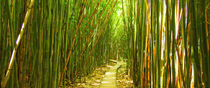 Bamboo Path by Sylvia Seibl