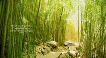 Bambus-Wisdom von Sylvia Seibl
