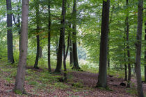 Eine lichte Stelle im Laubwald by Ronald Nickel