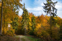 Herbstwald unter blauem Himmel by Ronald Nickel