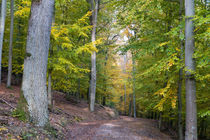 Wandern im Herbstwald von Ronald Nickel
