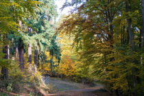 Mischwald im Herbst by Ronald Nickel