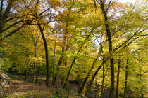 Bäume biegen sich unter den Farben des Herbstes von Ronald Nickel