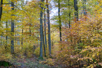 Herbst im Buchenwald von Ronald Nickel
