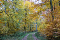 Wandern im Herbstwald von Ronald Nickel