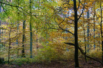 Impressionistischer Herbstwald by Ronald Nickel