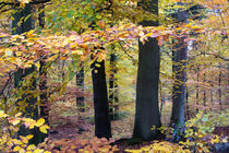 Das bunte Laub im Herbstwald von Ronald Nickel