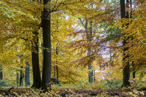Strahlende Farben im Herbstwald by Ronald Nickel