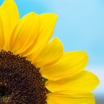 Sunflower by Renato  van Ray