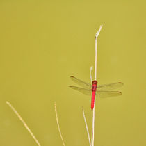 Lonely Dragonfly von Renato  van Ray