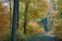 Herbststimmung im Mischwald by Ronald Nickel