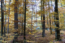 Herbstwald mit Buchen und Eichen von Ronald Nickel